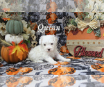 Small #5 Poodle (Toy)