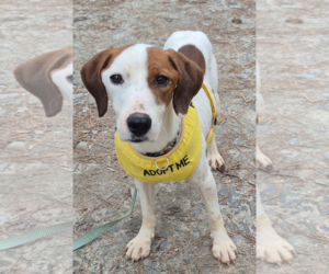 Kenny B - Male Parson Russell Terrier-Unknown Mix Dog for Adoption - Photo #2