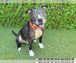 Small American Pit Bull Terrier