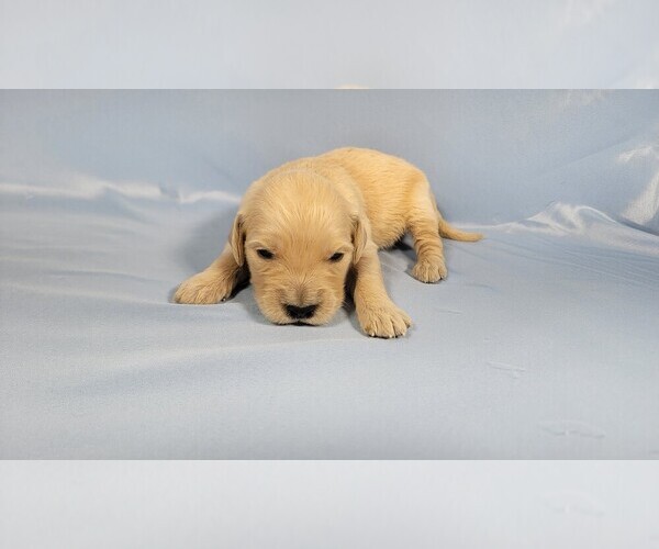 Medium Photo #63 Golden Retriever Puppy For Sale in BLACK FOREST, CO, USA