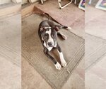 Small Photo #1 American Pit Bull Terrier-Unknown Mix Puppy For Sale in Mesa, AZ, USA