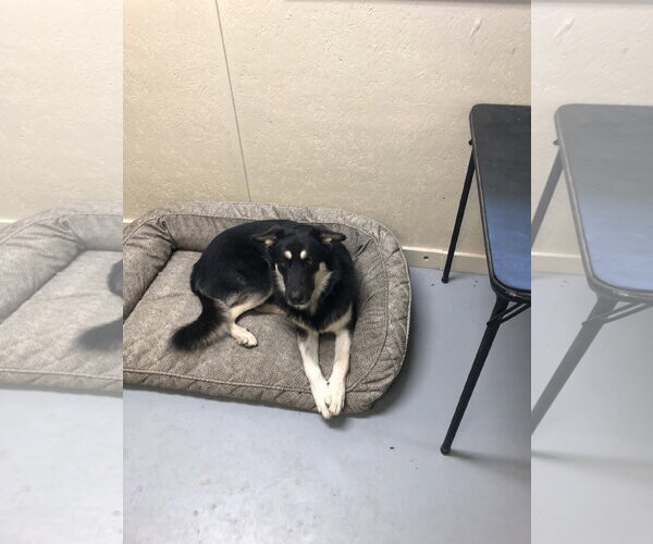 Medium Photo #4 German Shepherd Dog-Unknown Mix Puppy For Sale in McKinney, TX, USA
