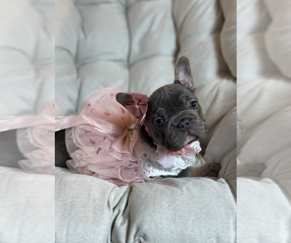 Medium Photo #9 French Bulldog Puppy For Sale in MC GRAW, NY, USA