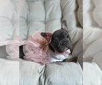 Small #8 French Bulldog