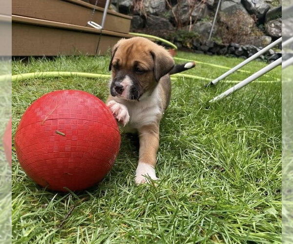 Medium Photo #6 Boxer-Unknown Mix Puppy For Sale in Stanwood, WA, USA