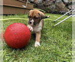 Small #5 Boxer Mix