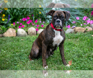 Mother of the Boxer puppies born on 07/14/2025