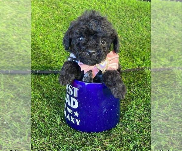 Medium Photo #14 Poodle (Toy) Puppy For Sale in THONOTOSASSA, FL, USA