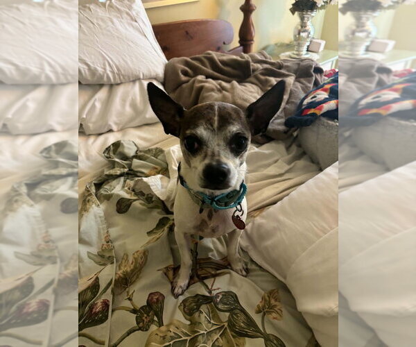 Medium Photo #3 Chihuahua Puppy For Sale in Springdale, PA, USA