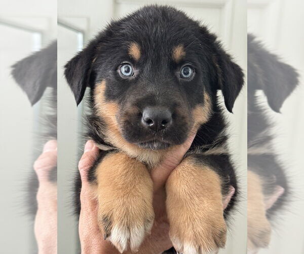 Medium Photo #2 German Shepherd Dog Puppy For Sale in Dana Point, CA, USA