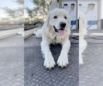 Small Photo #1 Labrenees Puppy For Sale in DEVINE, TX, USA