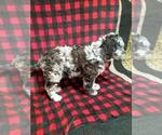 Small Photo #4 Miniature Labradoodle Puppy For Sale in MILLERSBURG, OH, USA