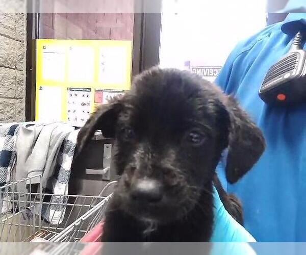 Medium Photo #1 Mutt Puppy For Sale in Tulsa, OK, USA