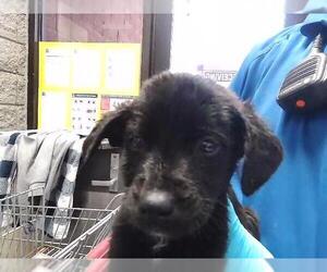 Mutt Dogs for adoption in Tulsa, OK, USA
