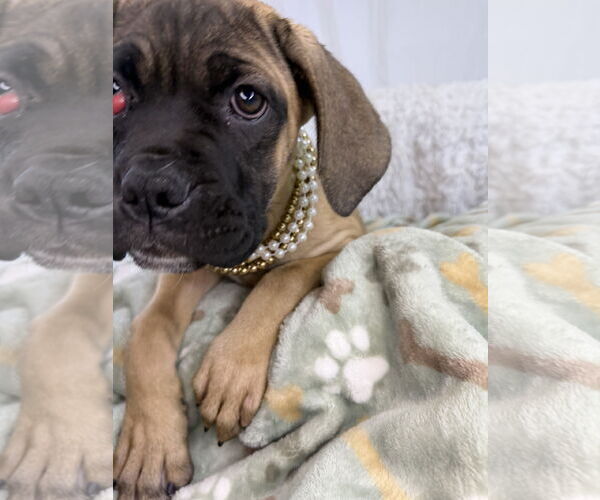 Medium Photo #1 Mutt Puppy For Sale in Goodyear, AZ, USA