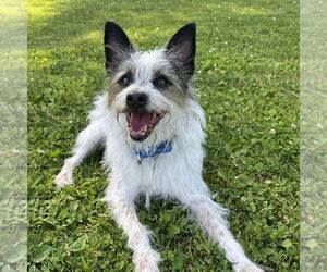 Mutt Dogs for adoption in Boston, MA, USA