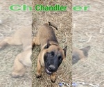 Small Photo #4 Belgian Malinois Puppy For Sale in HOYT, KS, USA