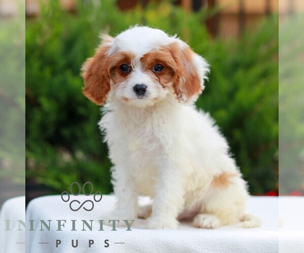Medium Photo #3 Cavapoo (Miniature) Puppy For Sale in LITITZ, PA, USA