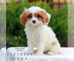 Small #2 Cavapoo (Miniature)