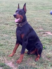 Father of the Doberman Pinscher puppies born on 03/05/2017