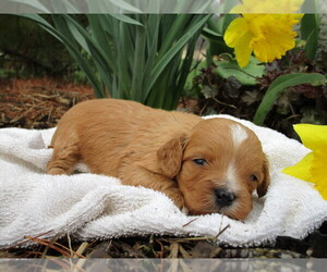 Cavapoo Puppy for sale in SHILOH, OH, USA