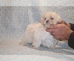 Small #6 Shih Tzu