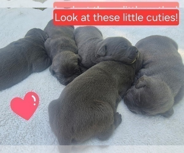 Medium Photo #23 Cane Corso Puppy For Sale in COLUMBIA, SC, USA