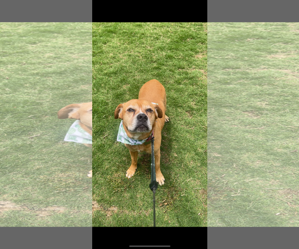Medium Photo #2 Boxer-Unknown Mix Puppy For Sale in Acworth, GA, USA