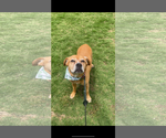 Small #1 Boxer Mix