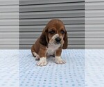 Puppy Alex Basset Hound