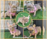 Image preview for Ad Listing. Nickname: Litter of 5