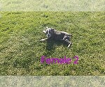 Puppy Puppy 2 English Bulldogge