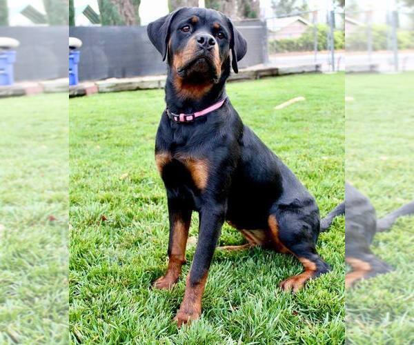 Medium Photo #6 Rottweiler Puppy For Sale in YUCAIPA, CA, USA