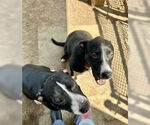 Small #2 American Pit Bull Terrier