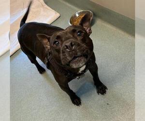 Mutt Dogs for adoption in Baytown, TX, USA