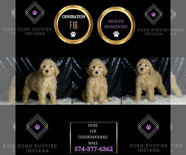 Medium Photo #6 Goldendoodle (Miniature) Puppy For Sale in WARSAW, IN, USA