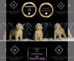 Small #5 Goldendoodle (Miniature)