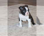 Small #1 Boston Terrier