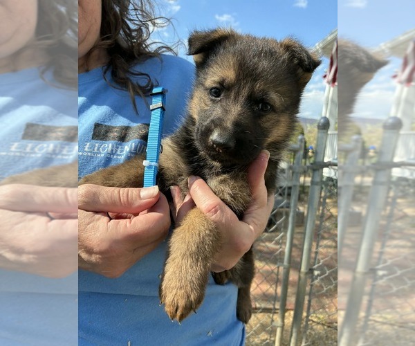 Medium Photo #2 German Shepherd Dog Puppy For Sale in NEWVILLE, PA, USA
