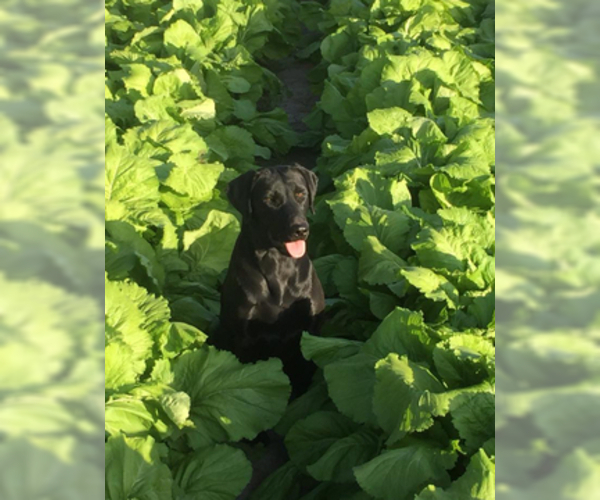 Medium Photo #4 Labrador Retriever Puppy For Sale in ODUM, GA, USA