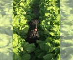 Small Photo #4 Labrador Retriever Puppy For Sale in ODUM, GA, USA