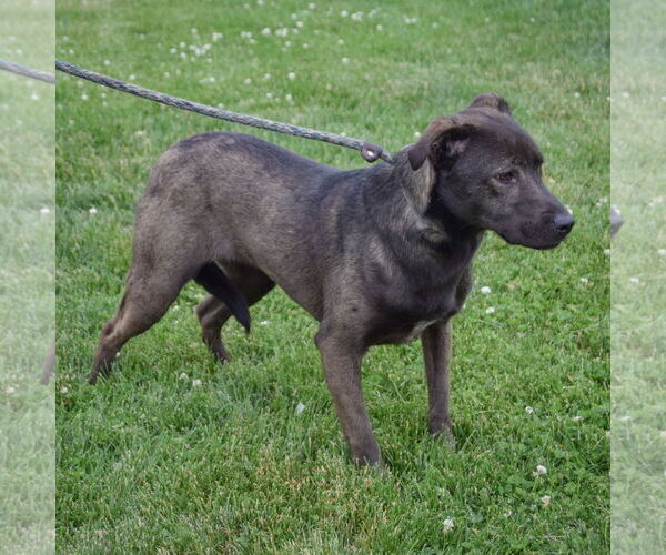 Medium Photo #4 Coonhound-Unknown Mix Puppy For Sale in Huntley, IL, USA