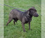 Small #3 Coonhound Mix