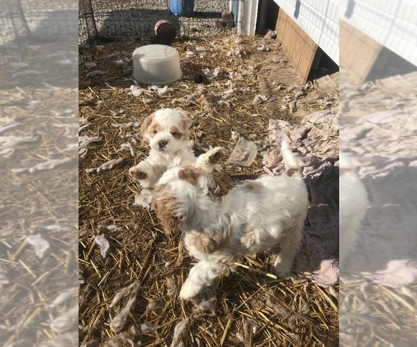 Medium Photo #2 Cocker Spaniel Puppy For Sale in CROSS TIMBERS, MO, USA