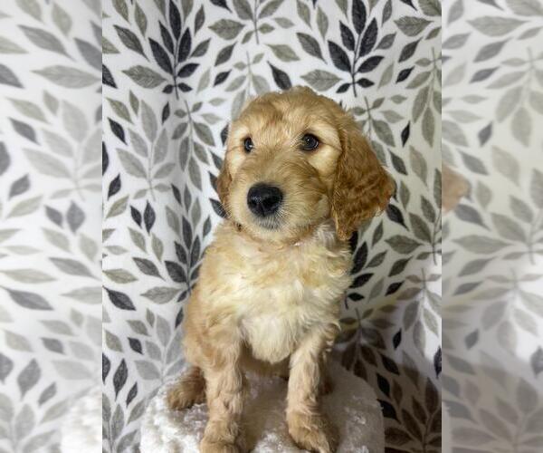 Medium Photo #1 Double Doodle Puppy For Sale in HOUSTON, TX, USA