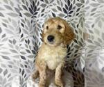 Small Photo #1 Double Doodle Puppy For Sale in HOUSTON, TX, USA