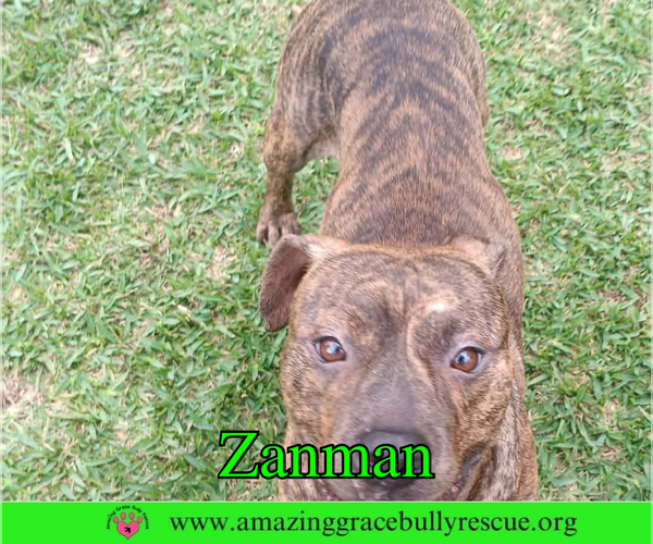 Medium Photo #5 Bulldog-Unknown Mix Puppy For Sale in Milton, FL, USA