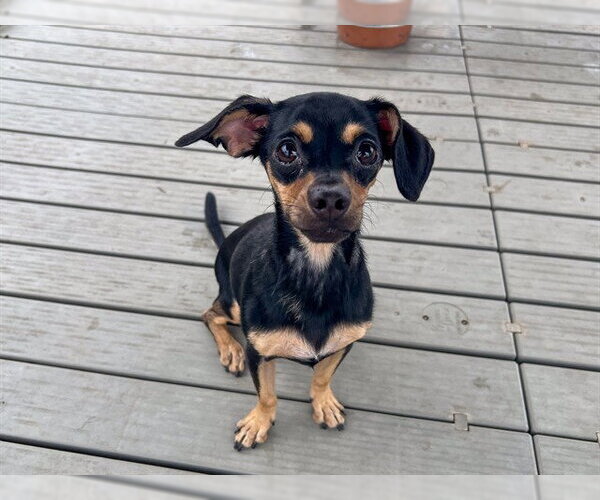 Medium Photo #1 Chihuahua Puppy For Sale in Orange, CA, USA