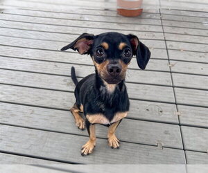 Chihuahua Dogs for adoption in Orange, CA, USA