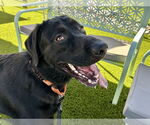 Small #3 Labrador Retriever Mix